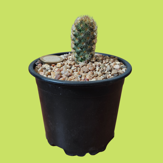 Cactus Mamilaria Elongata