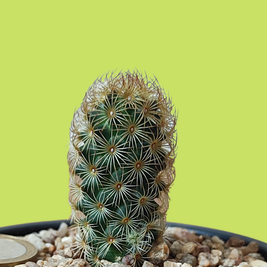 Cactus Mamilaria Elongata