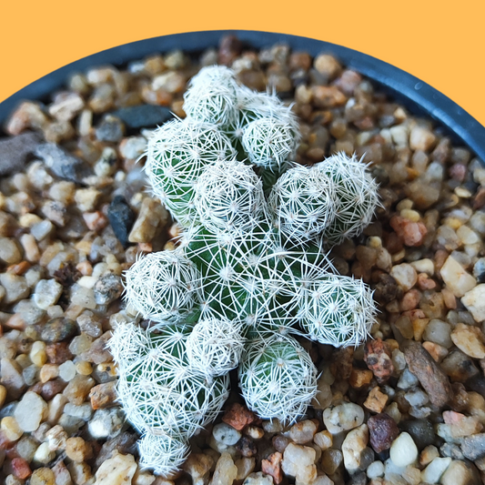 Cactus Mamilaria Gracilis